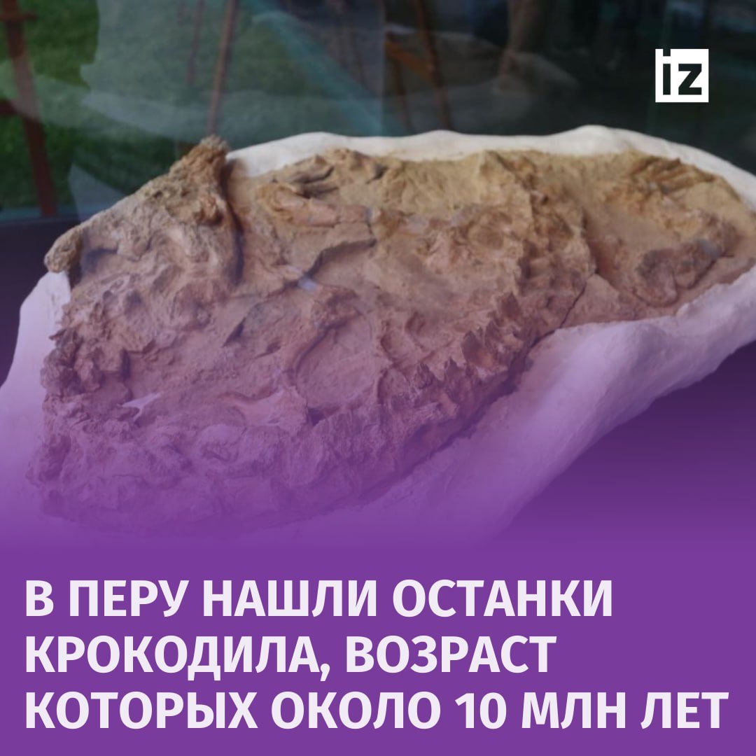 Ученые нашли останки крокодила, которые пролежали около 10 млн лет, сообщает Peru21.  Институт геологии представил почти полный скелет ископаемого гавиала. Это один из видов доисторического крокодила. Археологи нашли останки в перуанской пустыне Окухаме в конце 2023 года.  Окаменелость принадлежит крокодилу, длина которого составляла около 3 метров. Обычно взрослые особи достигали более 9 метров.  Ученые отмечают исключительную сохранность находки. Сами же раскопки были крайне непростыми, так как останки находились в твердом грунте.       Отправить новость