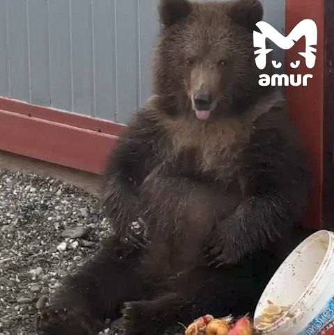 Полмиллиона на дорогу и почти сутки в клетке — на Камчатке идёт операция по спасению медвежонка-сироты.  Мини-косолапый поселился на базе в посёлке Крутогоровский. Но она опустела до весны и вскоре кормится там будет нечем. Amur Mash кинул клич о помощи. Спустя 12 дней за малышом вылетел лично директор питомника "Земля Прайда". Переезд из леса в столицу обойдëтся в копеечку — руководительница московского зоопарка предоставила специальную клетку. Ну а мы помогли получить документ на отлов. Сейчас спасители в Петропавловске — решают вопрос с вертолëтом, чтобы сократить время в пути  от объекта до центра полуострова 12 часов езды плюс перелëт в Москву, всё это в замкнутом пространстве — детëныш может просто не выдержать .   Источник