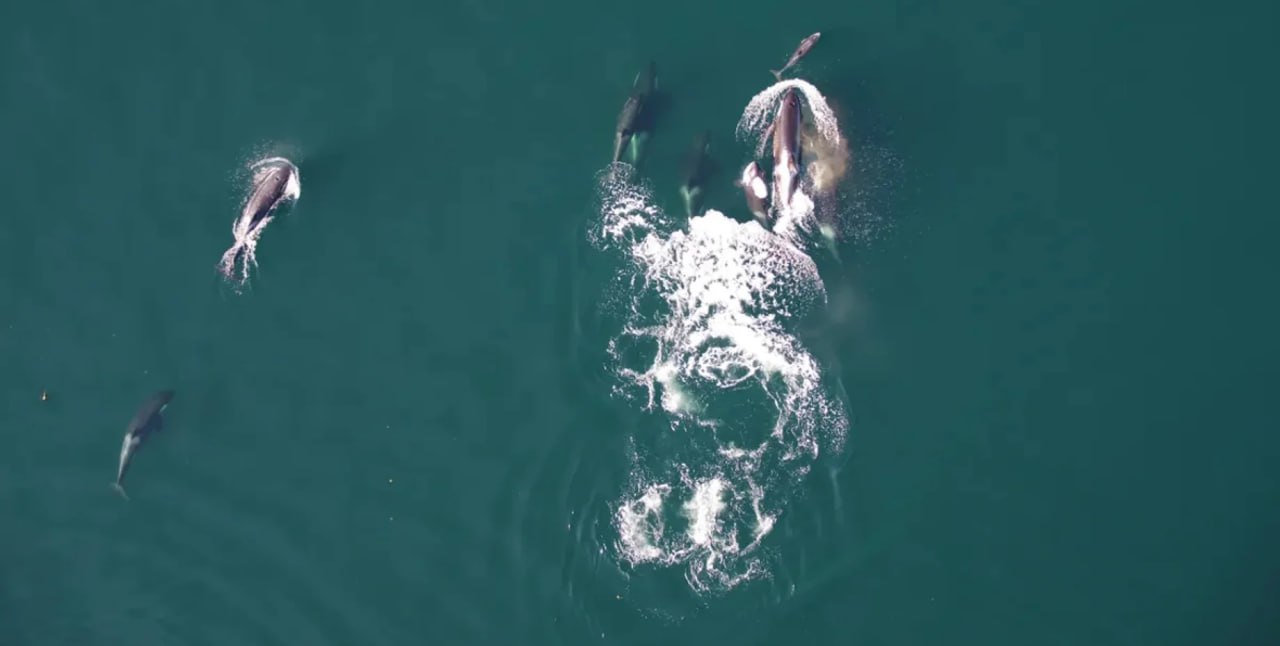 Впервые в истории косатки и дельфины охотились сообща у лососей не было шанса Исследователи рассказали о первом задокументированном случае совместной охоты между косатками и дельфинами зафиксированном в водах Британской Колумбии Невероятные кадры показывают как два вида делят остатки рыбы после добычи Подробнее читайте в нашей рубрике Фокус Наука