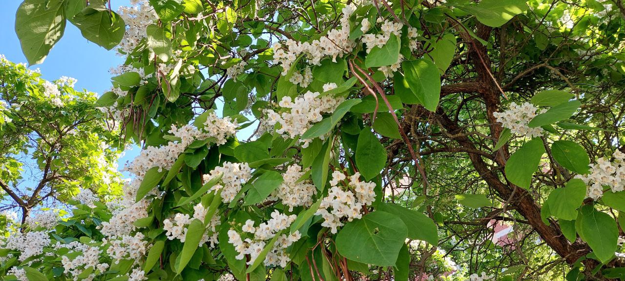 Запорожская область станет зеленее на 1 5 млн деревьев В Мелитопольском лесхозе запустили мега проект по озеленению региона выращивают больше 1 5 миллиона саженцев дуба ясеня акации и клена Планы грандиозные Уже в этом году 500 тысяч деревьев на 189 гектарах Осенью 2025 новые леса на 154 5 гектарах Все это часть федерального проекта Сохранение лесов нацпроекта Экологическое благополучие Лесхоз работает на полную мощность Новое Медиа в Запорожье теперь и в Max   Новое Медиа в Запорожье