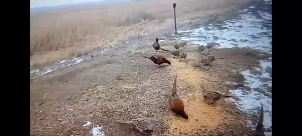 Подкормка диких животных в Ставрополье и ЕАО: увеличение численности фазанов и организация столовых