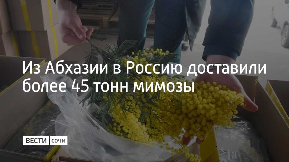 Мимозу или акацию серебристую начали поставлять раньше обычного срока. Это связано с теплой зимой. Первые партии цветов были экспортированы в конце января. В прошлые годы мимозу ввозили с середины февраля.  Спустя месяц в Россию доставили 45,5 тонны мимозы. Только за сутки через границу перевезли 2,6 тонны веток. Хрупкий груз хранят в закрытых коробках при низкой температуре.  Таможенные операции проводят без разгрузки машин в приоритетном порядке. Основные поставки мимозы ожидаются в конце февраля и продлятся до начала марта. В 2024 году из Абхазии было импортировано 240 тонн букетов. В 2025 году объем поставок ожидается на этом же уровне, рассказали в службе по Сочи Краснодарской таможни.