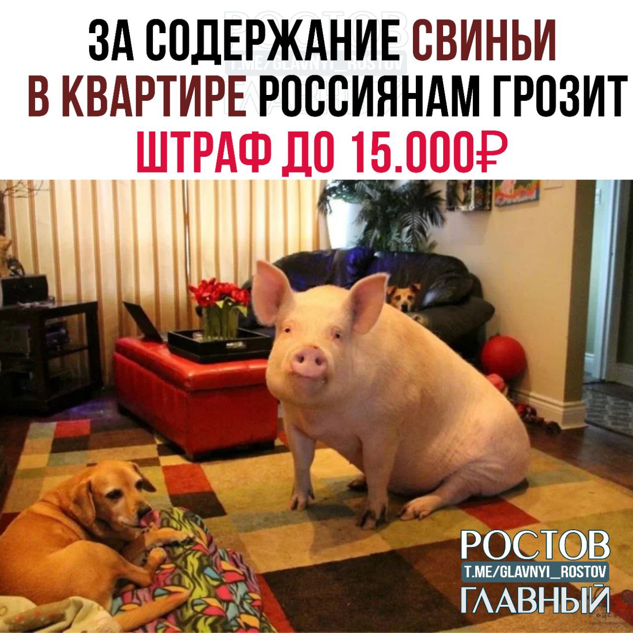 За содержание свиньи в квартире россиянам грозит штраф до 15 000 Закон не запрещает держать в квартирах коров коз кур и свиней однако если соседи пожалуются на запах шум или нарушение санитарно эпидемиологических норм животное могут изъять а владельца оштрафовать отмечают эксперты Ну вот glavnyi rostov Присылайте ваши фото видео новости мне в лс glavnyi admin РГ в МАХ