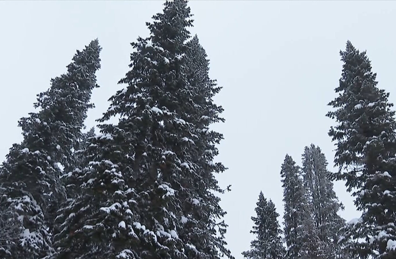 Первый случай незаконной рубки новогоднего дерева выявили в Алтайском крае Во время рейда на территории Сосновского участкового лесничества Фрунзенского лесничества инспекторы остановили автомобиль для проверки документов В кузове ГАЗ 66 была обнаружена срубленная пихта Разрешительных документов на груз у жителя Майсминского района гостившего у знакомых в Красногорском районе не оказалось По факту незаконной рубки составлен протокол и возбуждено дело по ч 1 ст 8 28 КоАП РФ сообщает Минприроды Напомним с 1 ноября по 31 декабря во всех лесничествах Алтайского края усилена охрана хвойных молодняков