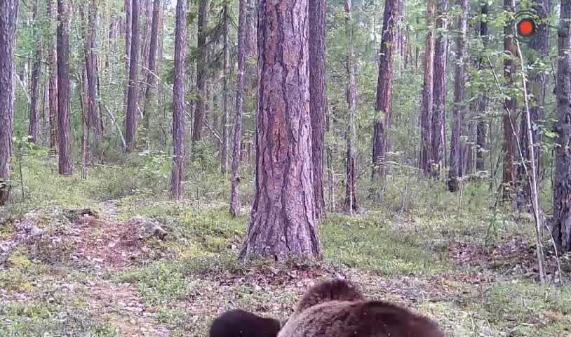 Бурые медведи в Тункинском нацпарке: фотоловушка запечатлела 'блогера'