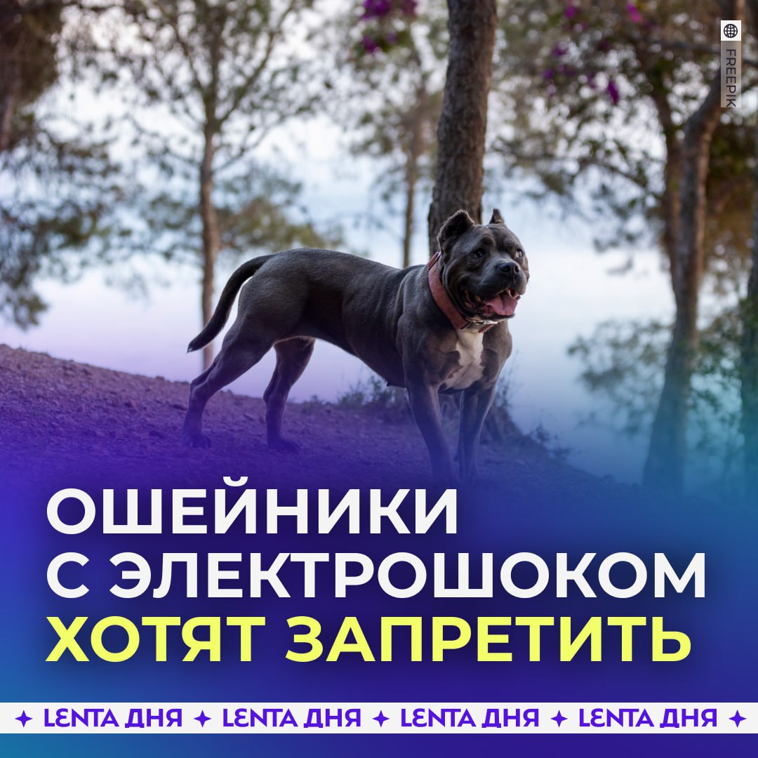 Электроошейники требуют запретить Депутаты предложили прекратить производство и импорт ошейников которые бьют животных током Ещё они призвали ввести административную ответственность за продажу таких устройств По их мнению эти меры помогут защитить животных от жестокого обращения Согласны Подпишись на Ленту дня MAX ТГ Участвуй в розыгрыше