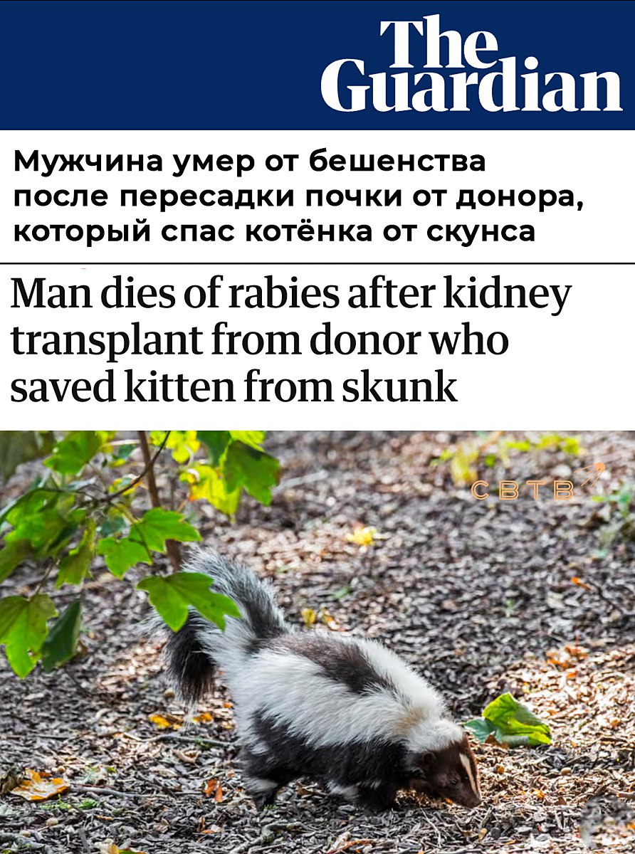В США умер мужчина которому пересадили почку от заражённого бешенством донора Страшный случай произошёл в Мичигане Трансплантация была произведена в одной из больниц Огайо в 2024 году Примерно спустя пять недель у реципиента органа проявились тремор недержание мочи и спутанность сознания Вскоре он скончался после чего выяснилась причина гибели бешенство При этом семья несчастного утверждала что тот не контактировал с дикими животными После этого медики наконец исследовали данные покойного донора почки и выяснилось что перед смертью того поцарапал агрессивный скунс Животное пыталось напасть на котёнка которого американец держал на руках Спустя несколько недель у мужчины проявились симптомы бешенства и вскоре он умер Донорам же достались несколько его органов включая почку В Центрах по контролю и профилактике заболеваний США CDC заявили что это лишь четвертый зарегистрированный случай бешенства передающегося через трансплантацию с 1978 года Задонатить через бота Patreon