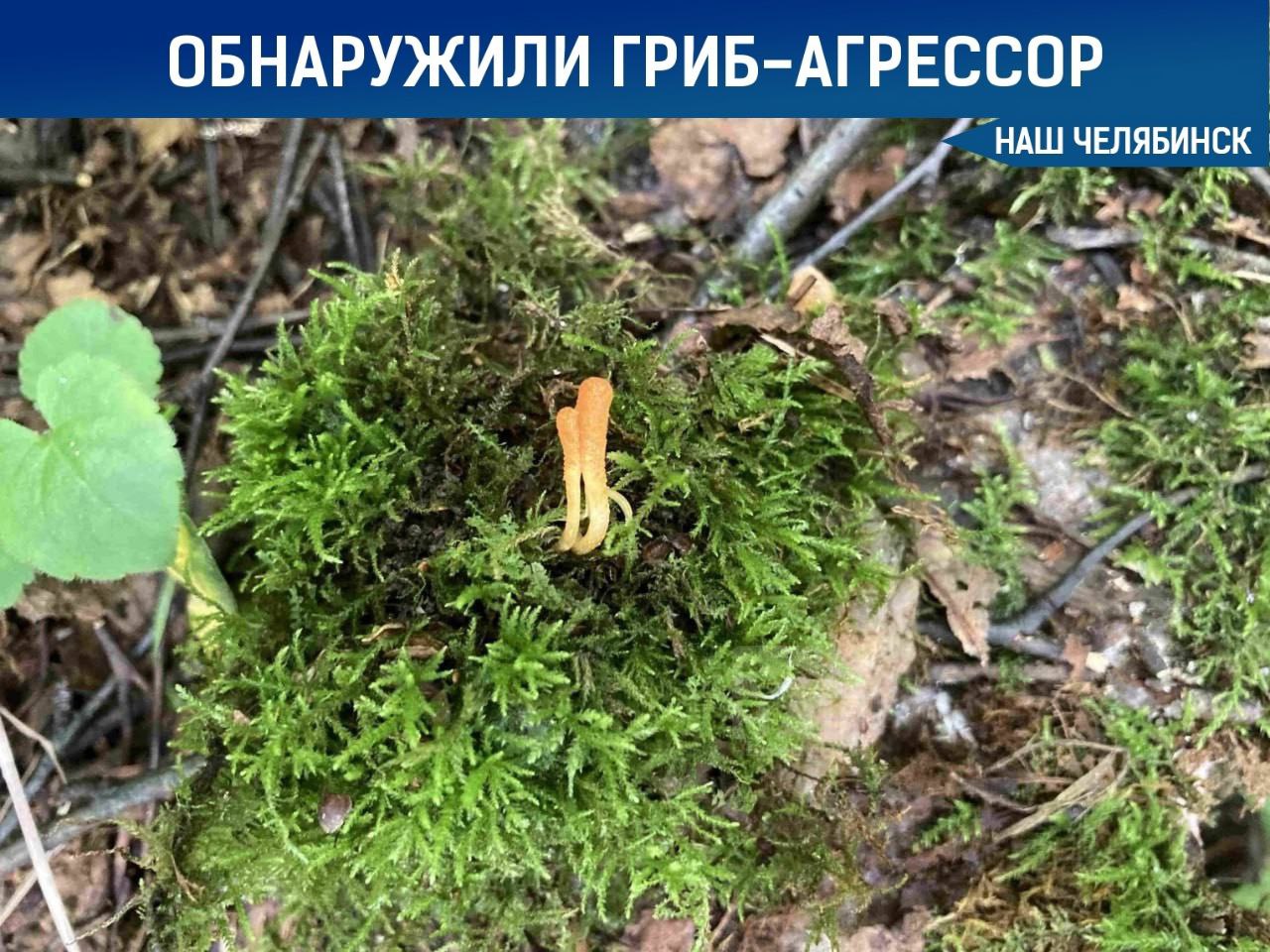 На Южном Урале найден гриб-агрессор На Таганае учёные обнаружили кордицепс военный, гриб, который атакует куколок бабочек, проникая в их тела и развиваясь внутри. Этот процесс приводит к образованию плодовых тел, которые выбрасывают споры и запускают цикл заново. В XVIII веке китайские медики считали кордицепс двуединым существом — растением и насекомым одновременно. «Наш Челябинск» - только самое важное про город! Подпишись!