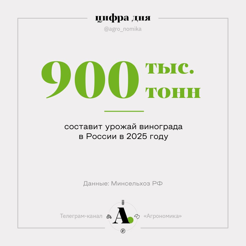 В 2025 году Россия повторит рекорд по сбору винограда По предварительной оценке Минсельхоза урожай винограда в текущем году составит 900 тыс тонн что чуть меньше рекорда прошлого года 908 тыс тонн Для сравнения 10 лет назад российские хозяйства собирали в два раза меньше 480 тыс тонн Площадь виноградников в России сегодня превышает 110 тыс га из которых 86 4 тыс га находятся в плодоносящем возрасте В 2025 году будет заложено еще 6 тыс га Рост урожая двигает вперед винодельную отрасль в январе июле производство игристых вин выросло на 15 8 год к году и достигло 8 7 млн декалитров Выпуск тихих вин увеличился на 12 6 до 20 9 млн декалитров Агрономика