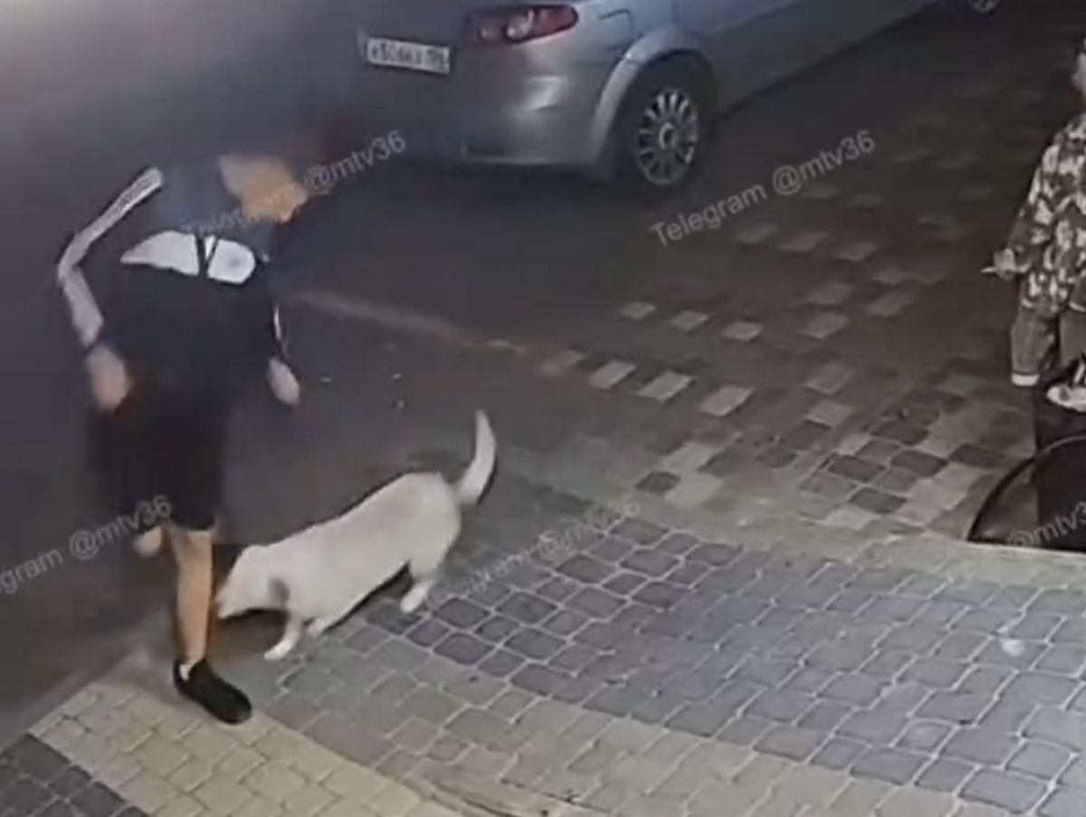 Воронежцы пожаловались на стаю бездомных собак, бросающуюся на жителей ЖК "Мандарин" Несколько собак гуляют по двору ЖК «Мандарин», бросаются на горожан и машины, а также метят территорию и гадят на площадке. По словам жителей дома, животных подкармливает работница пункта выдачи маркетплейса, который находится на первом этаже дома. ↗ Прислать новость Подписаться