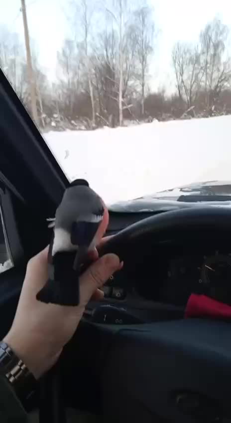 Семья спасает лебедя, а жеребёнок возвращается домой по следу снегохода