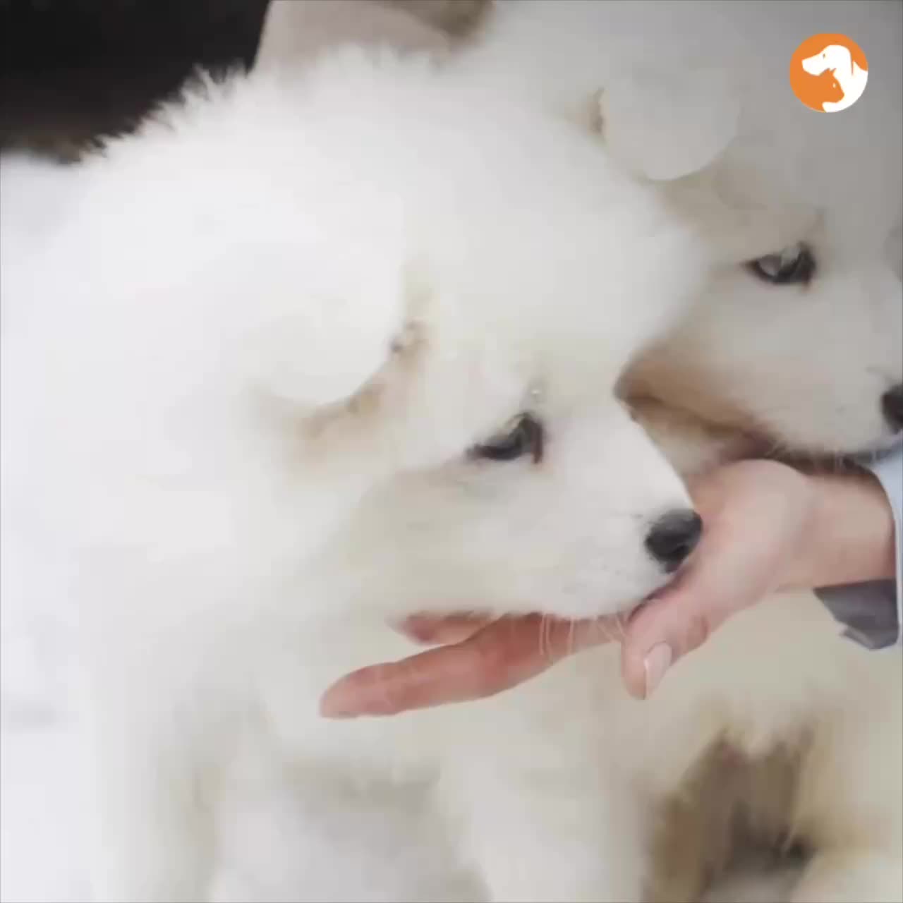 Принятие законопроекта о прослеживаемости сельхозживотных в первом чтении