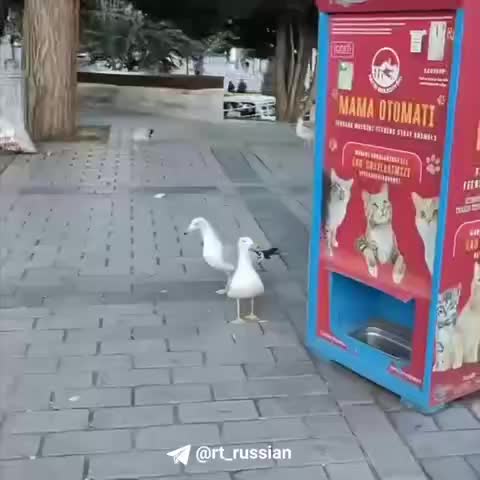 В Стамбуле чайка привлекла внимание, издавая звуки, похожие на мяуканье