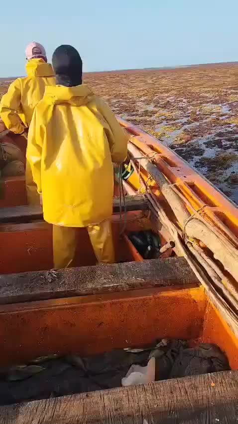 Рекордный рост саргассовых водорослей угрожает экосистеме Карибского моря