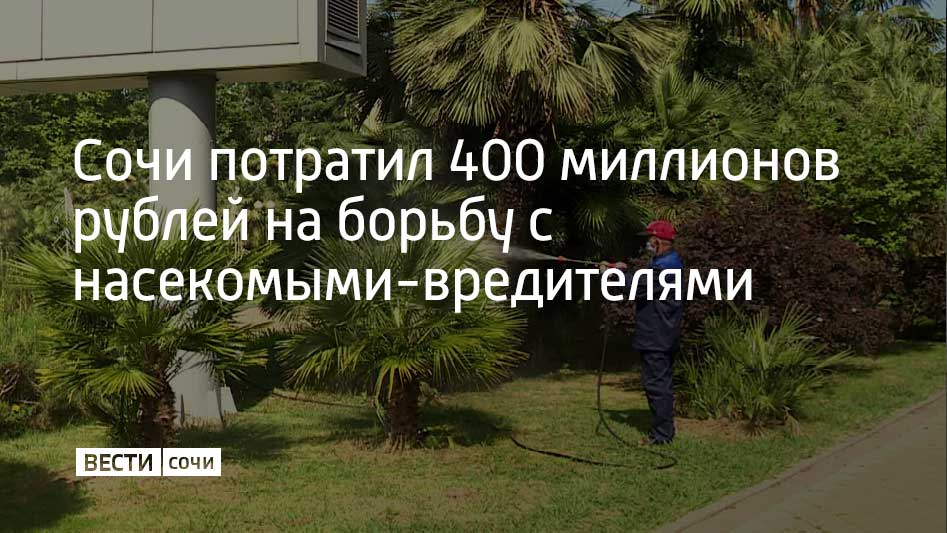 В 2025 году из муниципального бюджета Сочи было выделено 400 миллионов рублей на лечение деревьев и борьбу с вредителями рассказал мэр города Андрей Прошунин По его словам решение проблемы требует совместных усилий Помимо привлечения научного сообщества для разработки эффективных методов борьбы власти рассчитывают на активную поддержку жителей города в вопросе обработки собственных территорий и хозяйств Проблема с вредителями в в Сочи обострилась во время подготовки к Олимпиаде 2014 года когда в город были завезены опасные насекомые из других стран Ситуация осложняется тем что вредители не только активно размножаются но и мутируют приспосабливаясь к существующим методам борьбы Мы в MAX