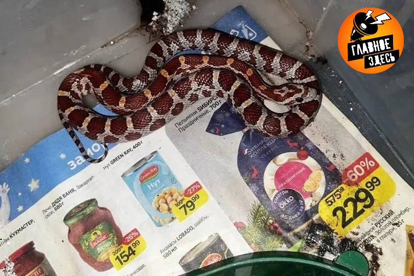 Россиянин потерял змею в трамвае в Екатеринбурге Мужчина купил змею и решил отправиться домой на общественном транспорте Владелец экзотического питомца спрятал змею под куртку чтобы ей не было холодно Пропажу мужчина обнаружил после того как вышел из транспорта К счастью змея не ядовитая Она еще маленькая 45 сантиметров Мужчина обратился в местную группу с просьбой о помощи в поисках Главное здесь Подписывайтесь