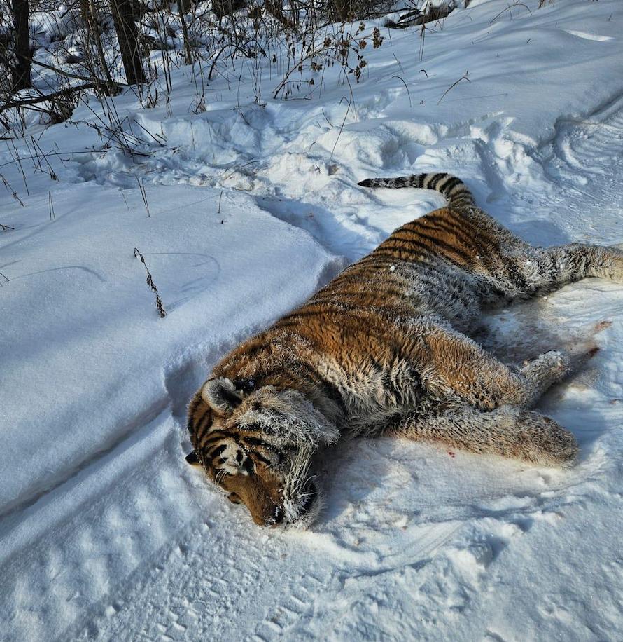 В Приморском крае обнаружили погибшего амурского тигра, у него найдены рваные раны на голове, признаки истощения и обморожения. Прокуратура начала проверку. В ведомстве указали, что предположения о причастности человека к гибели животного «следует отметить как преждевременные».   В то же время в зоозащитном центре «Амурский тигр» заявляют, что, по предварительной версии, зверь погиб насильственной смертью. Место его обнаружения – охотничьи угодья, а до ближайшего населенного пункта – 5 км. «Эта территория дикой природы, поэтому рассуждения о том, что в тигра могли стрелять из-за его «конфликтности», несостоятельны», – считают в центре.     Читать РБК в Telegram