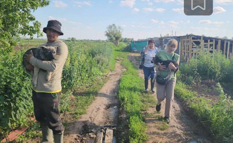 Какая-то треш история из Люберец: там накрыли питомник, где собак держали в качестве еды. 30 щенков в истощённом состоянии обнаружили волонтёры на агроферме. Там выращивают овощи и зелень на продажу, но оказалось, что промышляют здесь не только продуктами. Обеспокоенные очевидцы стали исследовать территорию и нашли подозрительные останки, которые уже передали на экспертизу. Один из мужчин, работающих на ферме, признался волонтёрам, что привозит собак по просьбе вьетнамских сотрудников. Щенков ловили на улицах или покупали через интернет. Неравнодушные местные уже забрали некоторых животных на передержку. Их планируют отдать в добрые руки. К делу подключили полицию.