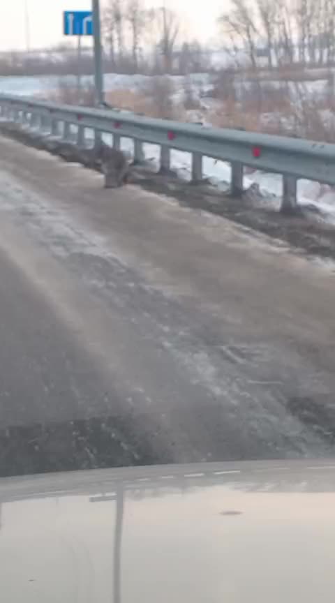 Рысь замечена у аэропорта в Приморье