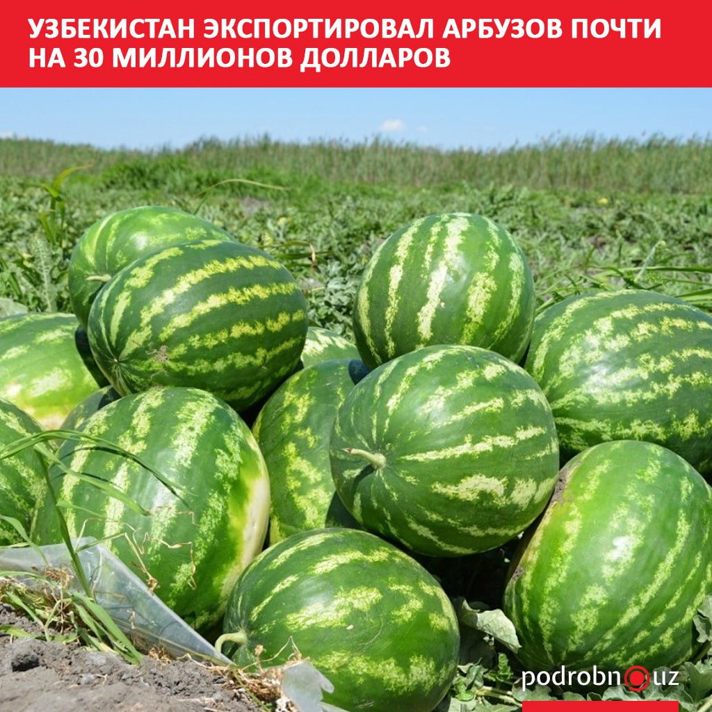 За первые шесть месяцев 2025 года Узбекистан экспортировал 130,6 тысячи тонн арбузов, что принесло стране 29,9 миллиона долларов. Telegram / Instagram / Facebook / Читать на узбекском