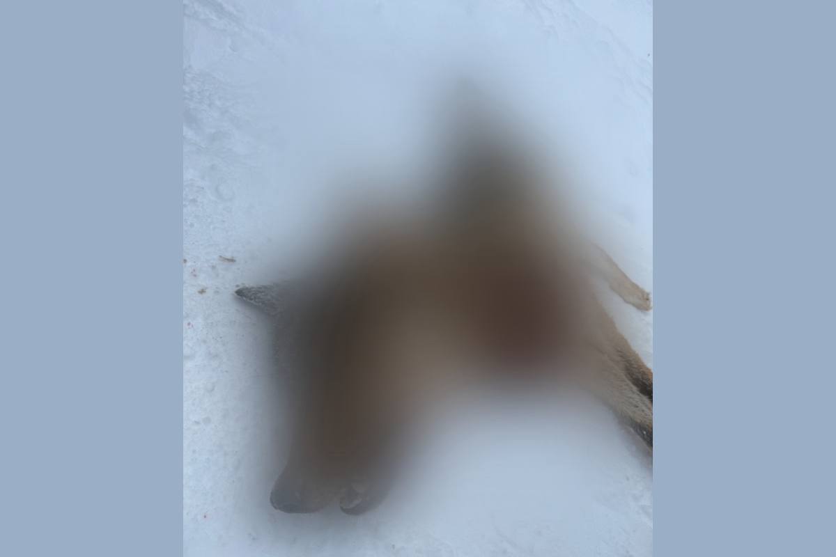 В Великоустюгском округе четыре дня жители деревни Чернево Орловского территориального отдела ходили с оглядкой из лесной чащи к населённому пункту регулярно наведывался незваный гость волк К счастью история завершилась благополучно угроза миновала Ночью охотники из деревни Чернево выследили хищника и ликвидировали его Вологда Регион 35ТВ в MAX