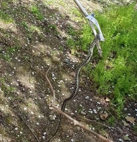 В селе Красногвардейском змея заползла во двор. Весна — время активности для пресмыкающихся. Как и многие существа, они вылезают погреться. Одну такую гостью заметил у себя во дворе житель села Красногвардейского и обратился в экстренные службы. Спасатели аккуратно отловили ужа, вывезли и выпустили в естественную среду обитания, сообщили в ПАСС СК.