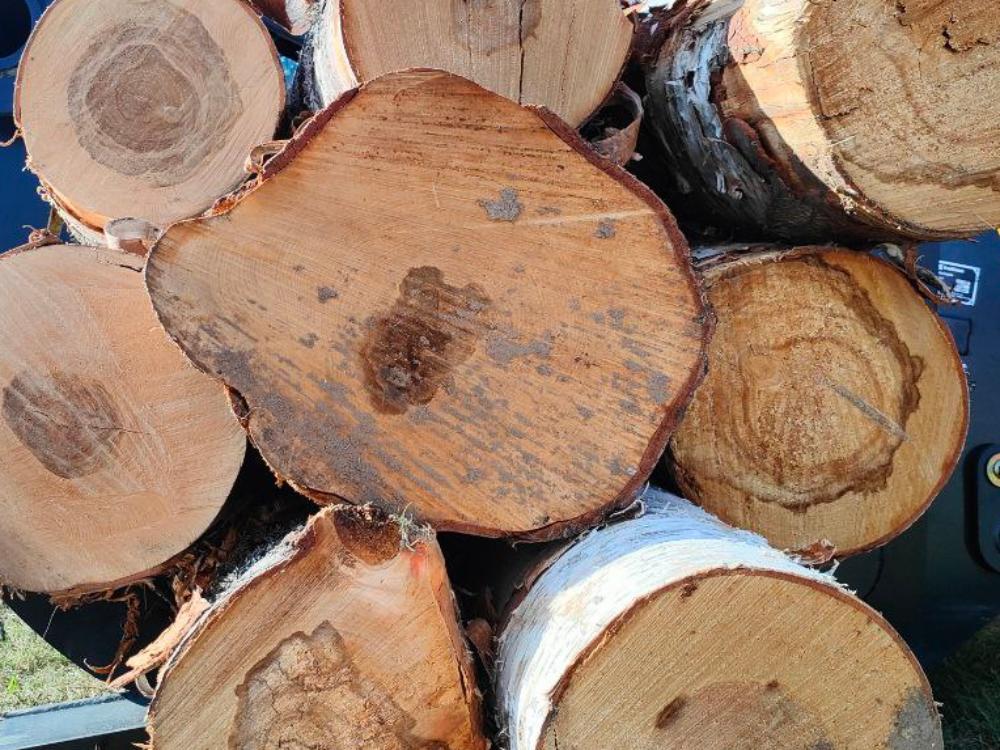 Экс директор Агрофирмы Вельская попал на миллиард рублей за незаконную рубку леса Дело мистера Шашлакова приобрело новый оборот По требованию прокурора Вельского района по результатам рассмотрения уголовного дела в отношении 42 летнего жителя Вельска признанного судом виновным в совершении преступления предусмотренного ч 3 ст 260 УК РФ Незаконная рубка леса в особо крупном размере в пользу муниципального образования взыскан ущерб причинённый окружающей среде в размере более 1 млрд рублей Об этом говорится в распространённом сегодня пресс релизе прокуратуры Архангельской области и НАО Речь как известно идёт о бывшем директоре Агрофирмы Вельская Николае Шашлакове Напомним что данный субъект на протяжении почти двух лет с 2014 го по 2015 й организовал незаконную рубку леса под видом выполнения работ по расчистке земельного участка от древесно кустарниковой растительности Вырублено было 258 852 кубических метров леса Нанесённый МО ущерб оценили на сумму 1 2 млрд рублей Стоит отметить что изначально сумма ущерба была куда меньше но и судили изначально Шашлакова по статье 158 УК РФ Кража По статье 206 й т н повышающие коэффициенты в разы больше посему и сумма ущерба существенно возросла Причём Шашлаков был освобождён от уголовного наказания в связи с истечением срока давности но прокуратура признала это нереабилитирующим основанием для освобождения от выплаты ущерба Вопрос в том а сможет ли Шашлаков вообще выплатить такую сумму Известно что часть его имущества арестована и как минимум несколько десятков миллионов бюджет Вельского района рано или поздно всё таки получит В соответствии с приговором суда исковые требования прокурора удовлетворены в полном объёме Исполнение судебного акта находится на контроле прокуратуры пояснили в пресс службе ведомства