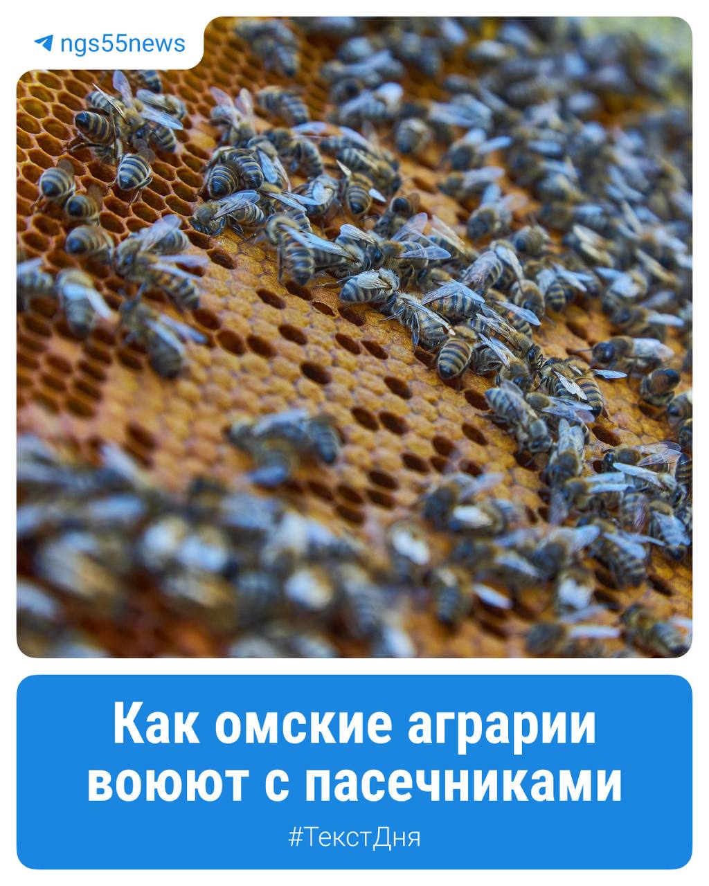 Чтобы спасти посевы от нашествия вредителей фермеры применяют химические препараты, которые убивают в том числе и полезных насекомых — пчел. В последние годы в СМИ появляется всё больше информации о потравах, а пчеловоды заявляют о миллионных убытках. При этом сами фермеры жалуются на «пчеловодческий терроризм», когда владельцы ульев пытаются «стрясти» с аграриев деньги. Как омские аграрии пытаются совладать с пасечниками, а также что думают о гибели пчел сами владельцы ульев — в нашем материале. #ТекстДня