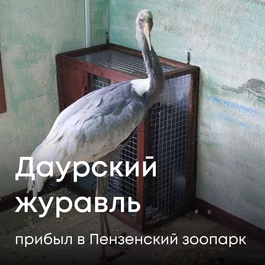 Редкая птица перевезена из Государственного зоологического парка Удмуртии по разрешению Росприроднадзора для сохранения и воспроизводства в искусственно созданной среде обитания Сотрудники Росприроднадзора по Саратовской и Пензенской областям навестили нового обитателя чтобы убедиться что он хорошо себя чувствует и осваивается на новом месте Даурского журавля невозможно спутать с другими птицами у него розоватые ноги и грациозная осанка Во многих странах Восточной Азии журавль считается символом верности счастья и долголетия Сейчас птица проходит адаптацию а вскоре ее смогут увидеть все посетители зоопарка Желаем журавлю долгой и счастливой жизни в новом доме