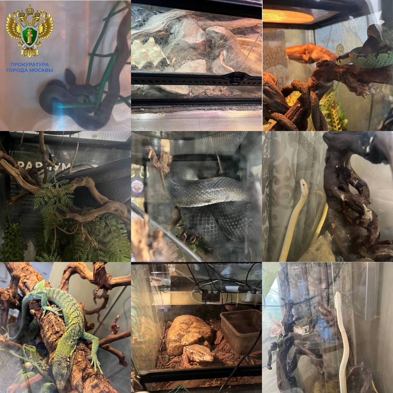 Ядовитая змея укусила 16 летнюю девочку в Москве рептилию и других экзотических животных держали дома родители пострадавшей в семье еще 2 детей Прокуратура столицы проводит проверку в рамках которой из квартиры изъяты несколько змей в том числе ядовитых и варанов Подпишись на Агентство Москва