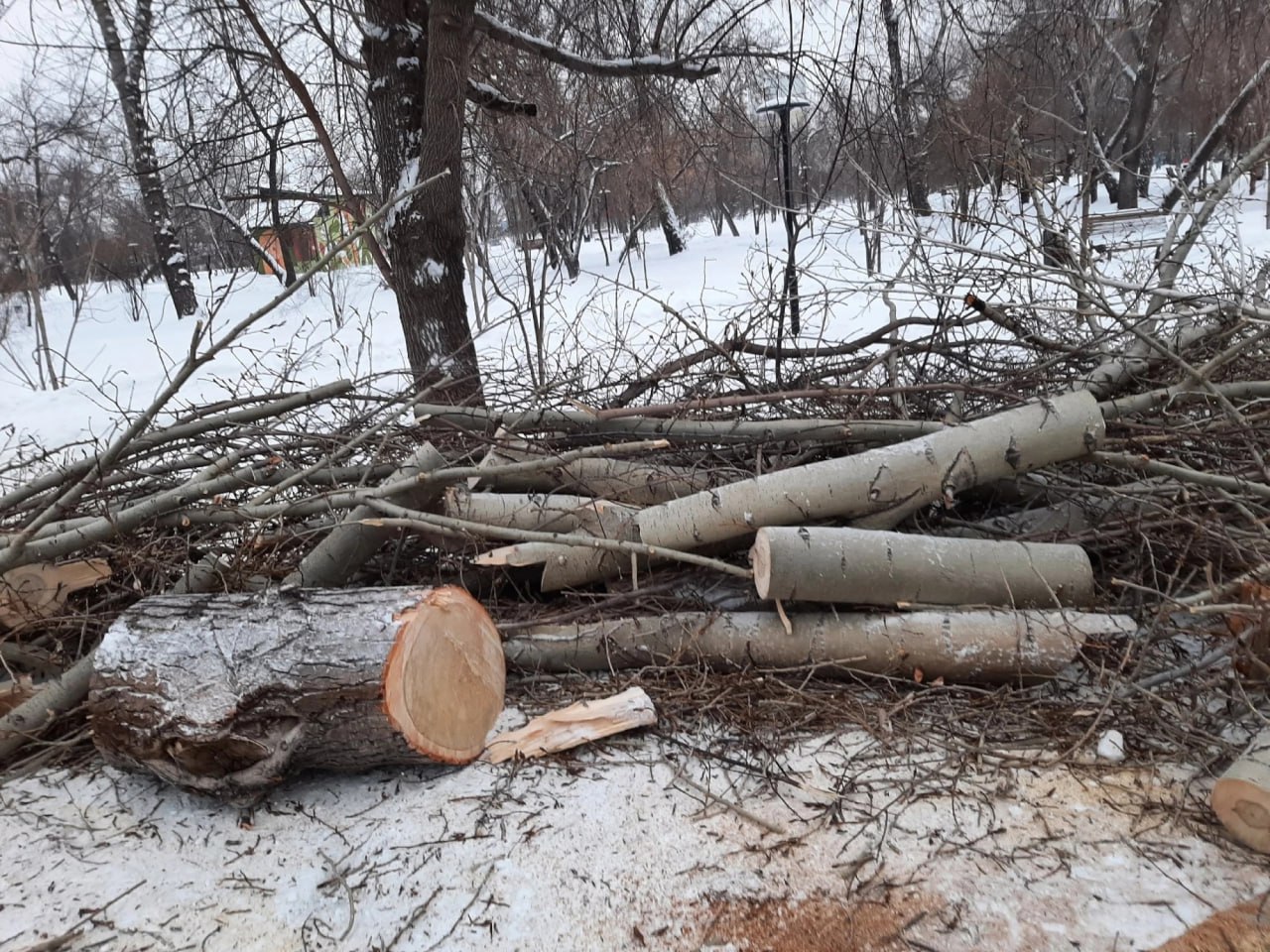 В Изумрудном парке начали обрезать деревья — на очереди более 150 тополей.   Обрезку проводят в самых посещаемых местах парка: вокруг пруда, у выхода на улицу Ленскую, на аллее возле церкви, на центральной аллее и на большой детской площадке. Гостей парка просят как можно меньше посещать эти территории — сейчас это небезопасно.  Афиша Барнаула