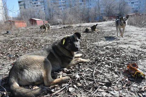 Местные органы ЛНР могут обязать нести ответственность за бездомных животных с 2025 года, вопрос планируется урегулировать законодательно. Об этом на брифинге в ЛуганскИнформЦентре сообщил председатель комитета Народного Совета ЛНР по аграрной политике, природопользованию и земельным отношениям Василий Леонов.  «Один из законопроектов, рассмотрение которого планируется в 2025 году, касается наделения органов местного самоуправления отдельными государственными полномочиями по организации мероприятий при осуществлении деятельности по обращению с животными без владельцев», — сказал он.  Как отметил парламентарий, бродячие животные — вопрос наболевший. Он осложняется отсутствием в Республике достаточного количества приютов.  «Среди прочего стараемся предусмотреть в законопроекте возможность сделать именно на наших территориях два−три питомника по стандартам Российской Федерации. Непросто так, чтобы, например, собаки — на улице за сетками. Нет. Есть жесткие требования», — проинформировал Леонов.