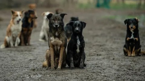 На прошлой неделе в Белгородской области резко выросло число жалоб на бездомных животных — 140 обращений, что в восемь раз больше обычного. Больше всего сообщений поступило от жителей Белгорода, Белгородского района, Шебекино и Старого Оскола. Поводом стало видео с нападением стаи собак на ребёнка. Губернатор заявил, что решить проблему можно только совместно с зоозащитниками: «Это долгий, но гуманный путь». В ближайшее время пройдут встречи с активистами в Белгороде, Белгородском районе, Старом Осколе и Шебекино, чтобы обсудить проблемы. Вице-губернатору Андрею Антоненко поручено проверить работу всех приютов региона, включая недавно восстановленный после обстрела в Яковлевском округе. А в Шебекинском округе до сих пор нет приюта из-за сложной обстановки, но власти надеются открыть его к 2026 году. Подписаться Написать нам