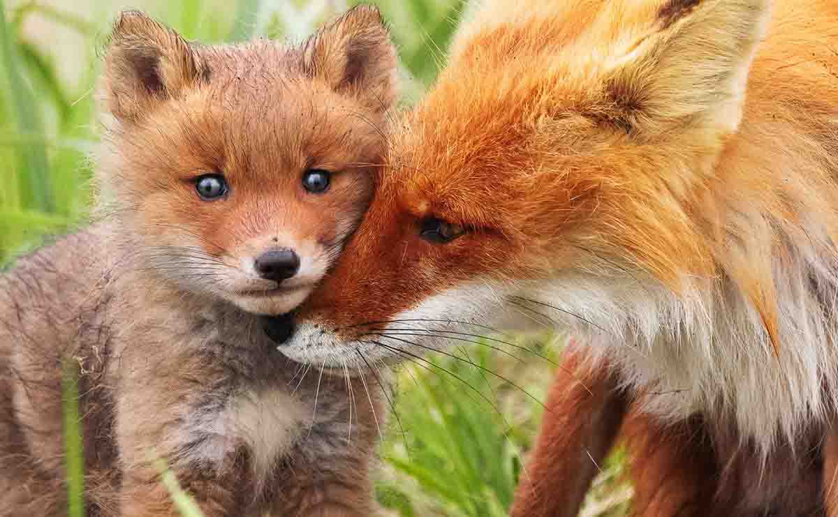 Жителям Камчатки покажут лисиц Кроноцкого заповедника Выставка будет работать в Камчатском краевом художественном музее Фотовыставка Камчатка Рассказ в лисах открывается сегодня 6 февраля в Камчатском краевом художественном музее Материал для неё был накоплен в период работы над документальным фильмом Огненный лис снятом на территории Кроноцкого заповедника Его авторы Дмитрий и Анна Шпиленок запечатлели на фото самые яркие и интересные моменты из жизни животных передаёт ИА Камчатское время Подробности по ссылке kamtime ru article 1c3f5546 6d3f 4ee2 aed5 b65cab89783a Предложка Макс