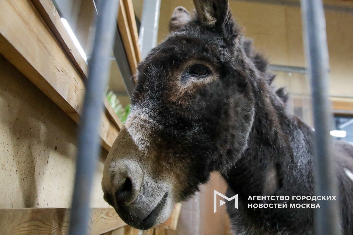 Ослик Жорик который помогал бойцам в одном из гвардейских полков в зоне СВО возить снаряды и недавно переехал в Московский зоопарк вышел на пенсию В зоопарке рассказали Агентству Москва что Жорик наработался катать посетителей он не будет даже детей Сотрудники стараются обеспечить ослику покой и умеренные нагрузки Подпишись на Агентство Москва