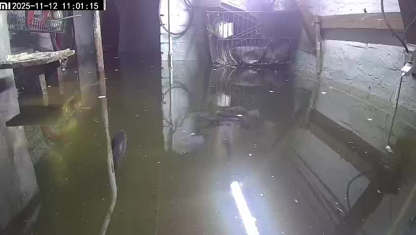 Жительница Белово завела карпов в затопленном подвале для розыгрыша