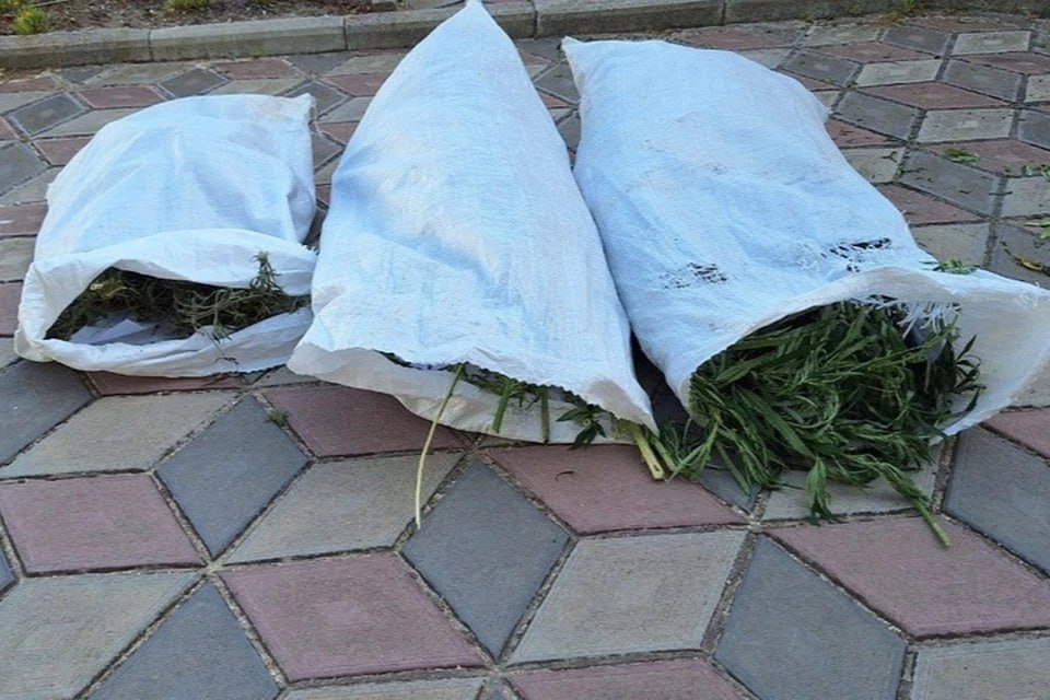 Почти три килограмма конопли изъяли у жителя Херсонской области Полицейские изъяли почти три килограмма конопли у жителя Голопристанского округа. Сам он уже успел попробовать наркотик, так что был невменяем на момент обыска. «Сотрудники отдела МВД России «Голопристанский» в ходе проверки полученной оперативной информации установили причастность 49-летнего местного жителя к незаконному обороту наркотиков. В гараже, расположенном на территории домовладения подозреваемого, полицейские обнаружили кусты конопли общим весом 2,7 килограмма», - сообщает ГУ МВД России по Херсонской области. Экспертиза также показала, что наркопотребитель на момент прихода полиции к нему был под кайфом. Теперь ему грозит до 10 лет лишения свободы. А пока что наркоман будет сидеть в родном доме под подпиской о невыезде и надлежащем поведении.