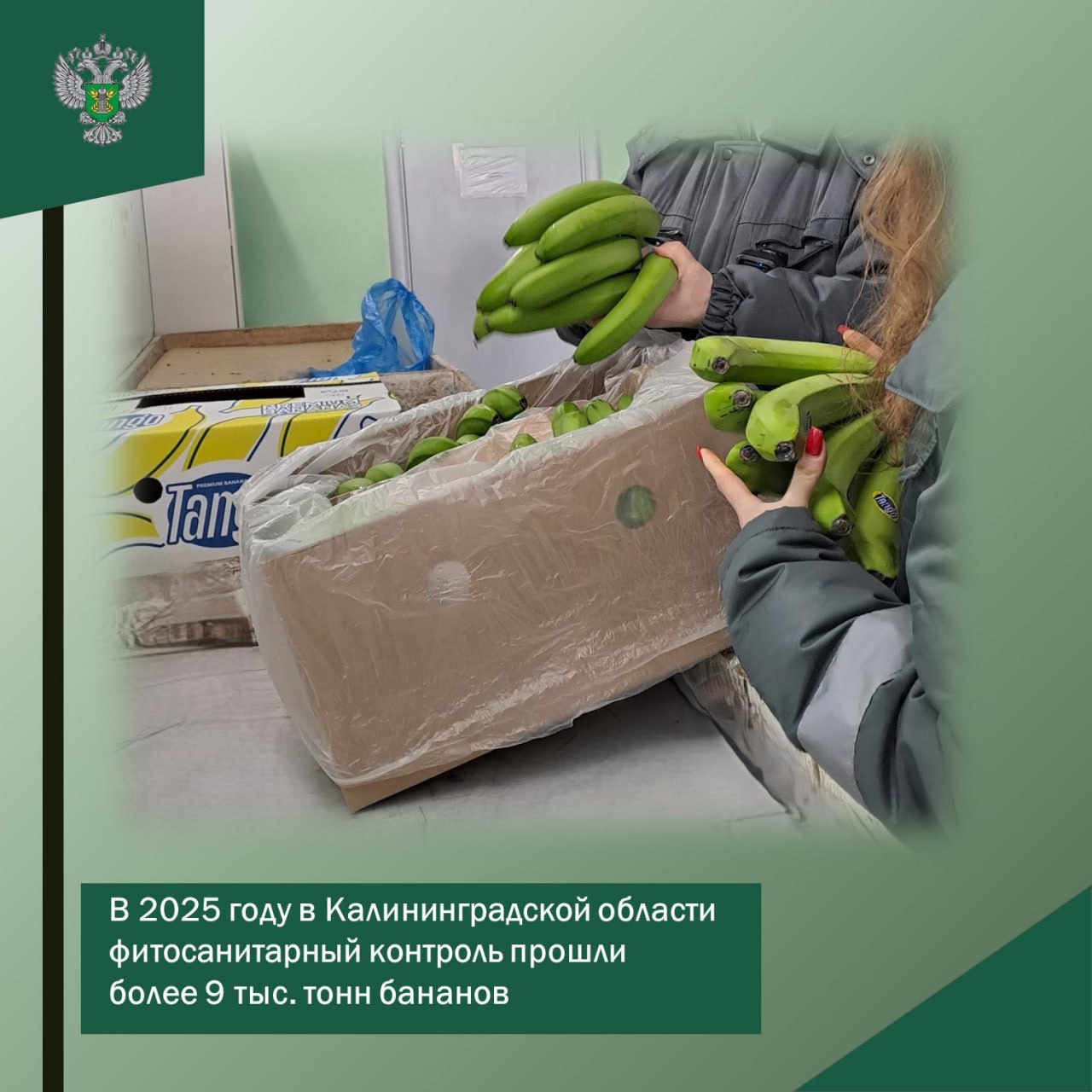 В 2025 году в Калининградской области фитосанитарный контроль прошли более 9 тыс тонн бананов В 2025 году Россельхознадзор в Калининградской области проконтролировал ввоз 9 34 тыс тонн бананов из Эквадора 9 26 тыс т Коста Рики 0 3 т и Гватемалы 77 3 т Объемы поставок практически не изменились по сравнению с 2024 годом 9 4 тыс тонн Проведен досмотр каждой партии отобраны пробы и направлены в в Калининградскую испытательную лабораторию ФГБУ ВНИИЗЖ для фитосанитарной экспертизы Все партии прошедшие контроль допущены к ввозу и оформлены соответствующими актами Источник Россельхознадзор региона