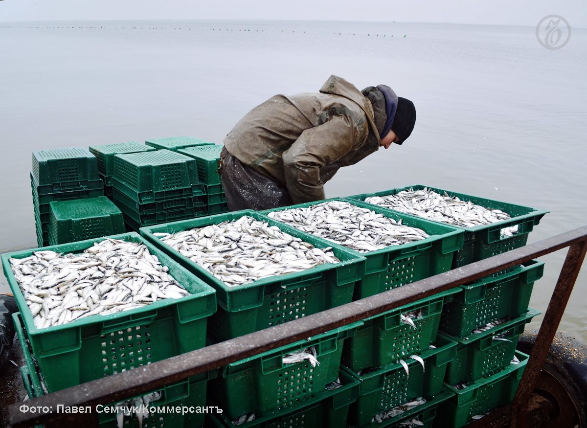 Рыбопромышленники добиваются сохранения субсидии на компенсацию 25 транспортных расходов при отправке за границу мороженой рыбы филе ракообразных и моллюсков Эти категории формируют более 80 российского экспорта Вывод их из под действия мер поддержки снизит конкурентоспособность российской продукции из за роста ее стоимости считают рыбопромышленники Президент Всероссийской ассоциации рыбопромышленников Герман Зверев поясняет что сейчас субсидия на транспортировку единственная финансовая мера поддержки экспортеров востребованная среди производителей Уход от нее затруднит исполнение рыбной отраслью плановых показателей экспортного национального проекта особенно в части дружественных рынков Ъузнал