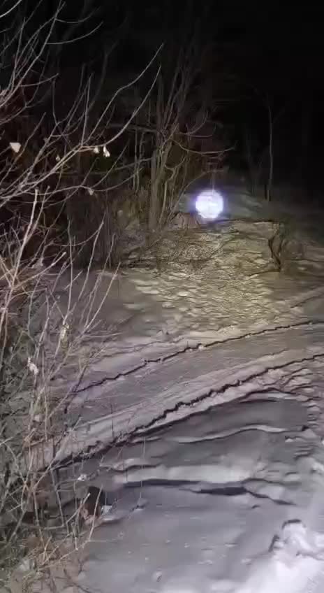 Конфликтный амурский тигр отловлен в Пожарском округе для реабилитации