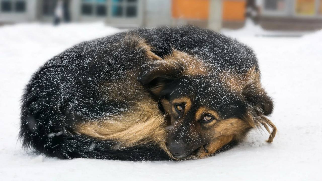 Общественник Иванов напомнил о важности подкармливать бездомных животных зимой По его словам в холодный период у животных меньше шансов найти еду и они нередко прячутся под капотами автомобилей пытаясь согреться Помощь не требует больших усилий достаточно оставить миску с едой и водой в подъезде или во дворе в месте защищённом от ветра kazan