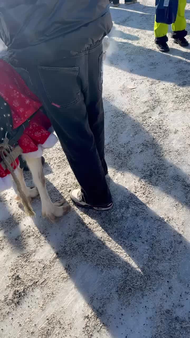 Посетители ярмарки в Сухобузимском защитили оленя от эксплуатации