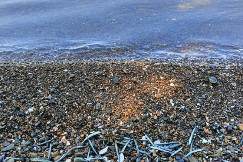 Побережье в районе Чайки во Владивостоке оказалось усыпано мелкими рыбками  Учёные ДВО РАН установили, что это молодь японского полурыла, которую, вероятно, вынесло на берег либо ветром, либо сильной волной.    ‍  По мнению учёных Лаборатории ихтиологии Владимира Шелехова и Павла Савельева, возраст рыбок не более 2 месяцев. В летний период в Амурском заливе Японского моря такие особи встречаются регулярно.   У них характерный внешний вид: короткая верхняя челюсть и удлинённая нижняя, за что они и получили своё название. Этот вид считается сезонным мигрантом, который весной приходит в залив из вод Кореи, когда температура воды поднимается до 13–15 °C. Первыми прибывают взрослые особи, за ними подтягивается молодняк.    "Установить причину выброса молоди точно не представляется возможным, поскольку параметры среды уже изменились. Локальное повышение поверхностной температуры воды для полурылов не является ограничивающим фактором, они теплолюбивы",  — отметили специалисты.  Фото: Национальный научный центр морской биологии им. А.В.Жирмунского ДВО РАН   PrimaMedia   Прислать новость