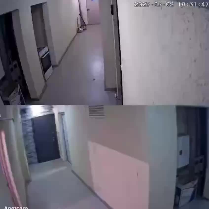 В Некрасовке спасли собаку от жестокого хозяина