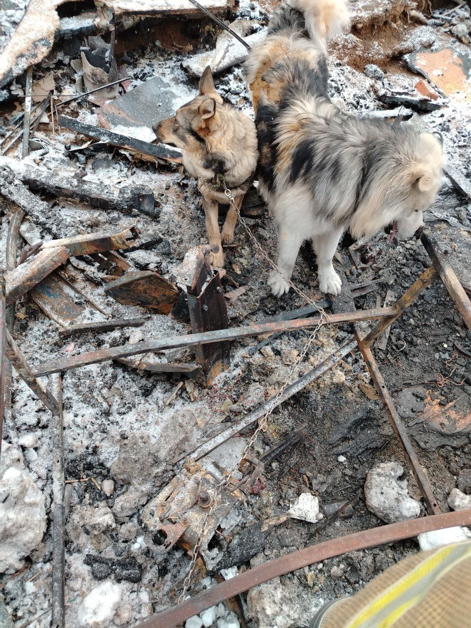 На месте взрыва найдены две собаки чудом уцелевшие в эпицентре пожара В данный момент они на цепи Требуется помощь волонтёров Шерсть опалена животные испытывают сильный стресс сообщают сотрудники МЧС ТВР24 в национальном мессенджере МАХ