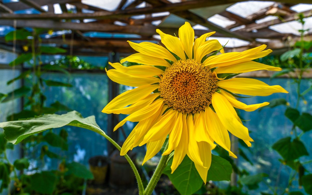 Урожай масличных культур в Челябинской области вырос более чем на 64 процента   gubernia74 ru articles society 1138455 На Южном Урале подвели окончательные итоги полевого сезона 2025 года Региону удалось собрать рекордный урожай масличных культур это 472 5 тысячи тонн что на 64 5 процента больше чем в предыдущий полевой сезон Впечатляющих цифр удалось достичь во многом благодаря увеличению посевных площадей на 45 процентов по сравнению с 2024 годом Вместе сложились многие факторы достаточное количество выпавших осадков температурный режим в течение вегетационного периода растений наличие качественных семян и высокоурожайных сортов сельскохозяйственных культур применение удобрений и своевременная государственная поддержка на стимулирование интенсификации производства отметил заместитель губернатора министр сельского хозяйства Челябинской области Алексей Кобылин   t me chgub