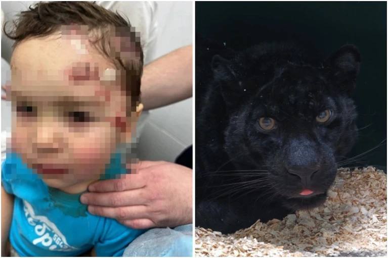 Месяцами сидела в тесном вольере без света и отопления что стало с пантерой напавшей на 3 летнего мальчика Для 3 летнего Никиты из Ангарска поход в цирк обернулся кошмаром Во время фотосессии пантера набросилась на мальчика оставив глубокие отметины на теле Ребенок потихоньку шел на поправку а судьба самой пантеры оставалась загадкой Оказалось что состояние животного было ужасным как и условия содержания К счастью сотрудники Иркутской зоогалереи вовремя пришли на помощь и нашли ему новый дом Подробности в материале КП Иркутск Фото предоставлено мамой пострадавшего мальчика Иркутская зоогалерея