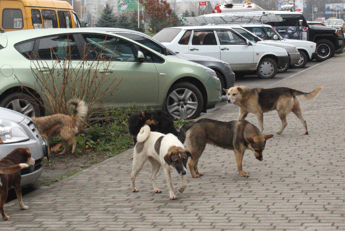 Где в Краснодаре будут ловить бродячих собак Плановый отлов безнадзорных собак пройдет с 24 февраля по 6 марта в следующих районах города Центральный район жилой район Пашковский станица Елизаветинская парк Солнечный остров Жителей просят внимательно следить за своими питомцами и не выпускать их на самовольный выгул свои фото видео и истории присылайте нашему боту prostokrd bot Подпишись на наш канал в Telegram MAX
