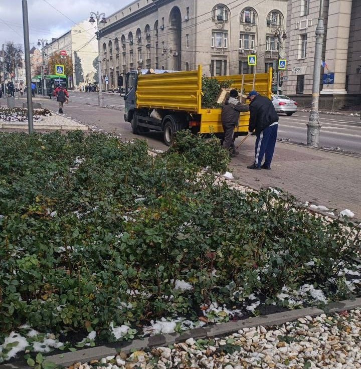 Курские цветники готовят к зиме. Об этом рассказали в комитете городского хозяйства.   Клумбы очищают от мусора и сорняков, растения обрезают, обрабатывают от вредителей и удобряют. Это важно сделать, чтобы они успешно перезимовали и радовали горожан в следующем году.   В рамках муниципального контракта по созданию, восстановлению и содержанию зеленых насаждений и элементов благоустройства подрядная организация приступила к обрезке роз в клумбах.  В комитете отметили, что так розы лучше переносят зимовку. Не имея лишних веток, цветы будут лучше получать питание и в дальнейшем лучше расти и развиваться.  #НовостиКурска