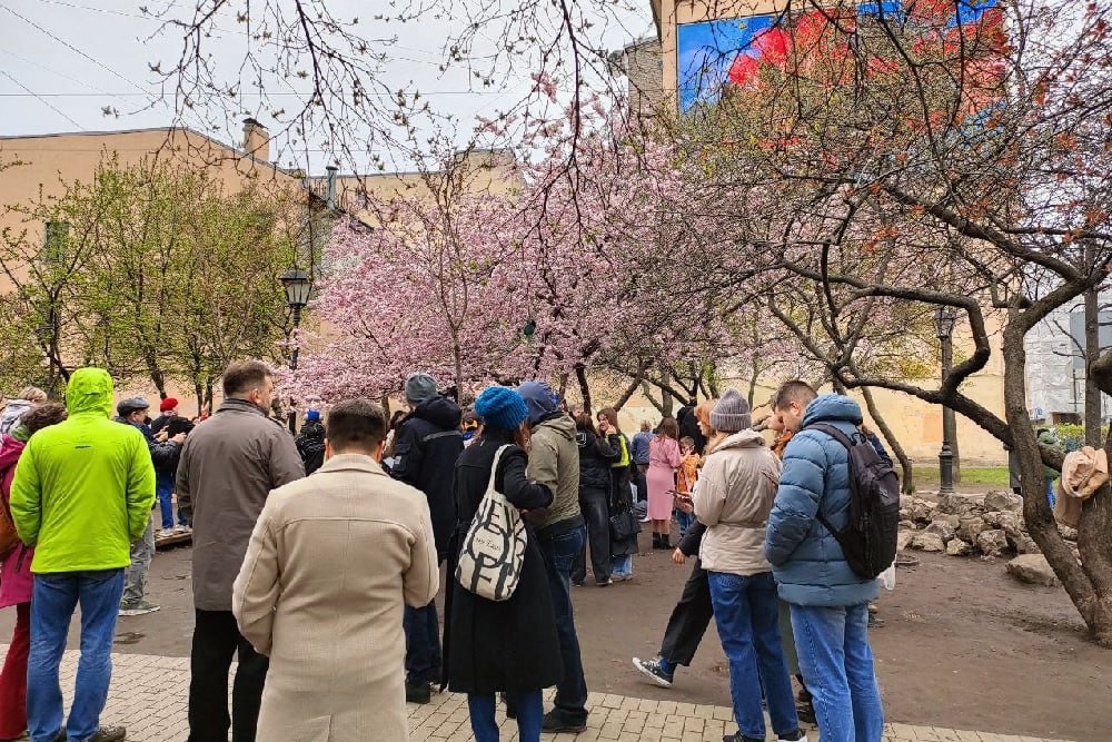 Цветущая сакура вызвала ажиотаж на Литейном проспекте Петербурга Цветение сакуры в Саду Дружбы на Литейном проспекте в центре Санкт-Петербурга вызвало большой интерес у жителей и гостей Северной столицы. Деревья японской вишни покрылись нежно-розовыми лепестками, создавая вокруг себя неповторимую атмосферу вступившей в свои права весны. Как отметили в пресс-службе правительства Санкт-Петербурга, в этом году сакура в городе зацвела раньше обычного. Помимо Литейного проспекта, цветением сакуры также можно будет полюбоваться в Ботаническом саду Петра Великого, Приморском парке Победы, саду-партере Смольного, в парке Лесотехнической Академии, парке Декабристов, саду "Василеостровец" и Камском саду.